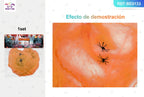 Decoración de Halloween: Red de Araña Naranja