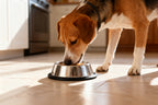 Bol Acero Inoxidable Antideslizante Mascotas 2XL 1.65L